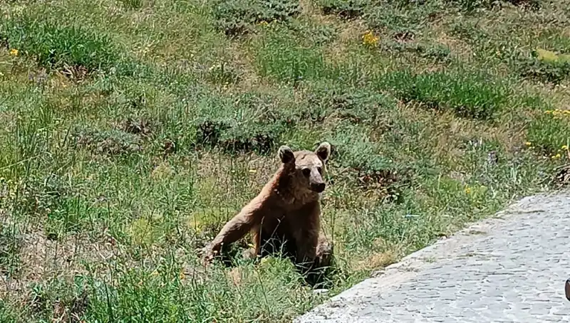 Nemrut Dağı'na Yolculuk Planlayanlara Boza Uyarısı: Detaylar Burada!