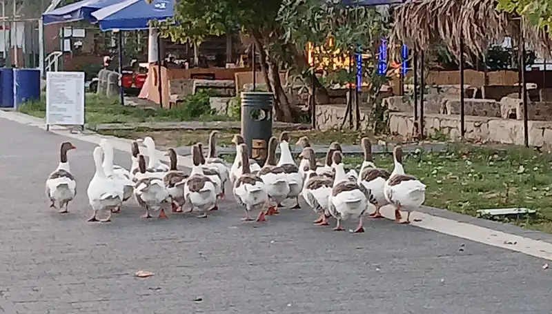 Kaza mı, İhmal mi? Denizde Yüzdükten Sonra Kümese Kapatan Kazlar Ölümle Sınandı!