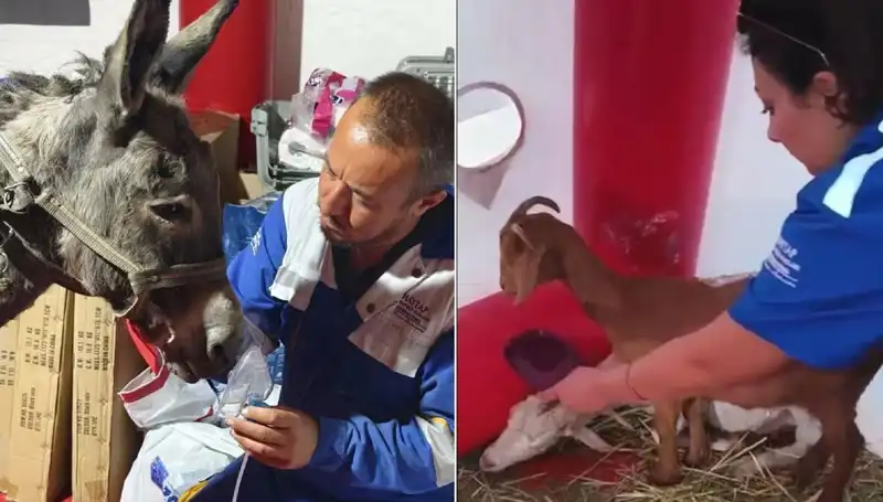 Yangından Etkilenen Eşek İçin Uygulanan Oksijen Maskeli Tedavi Sağlık Dünyasını Hareketlendirdi