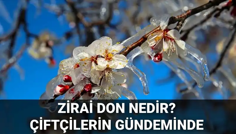Zirai Don Nedir? Çiftçileri Bekleyen Tehdit ve Devlet Yardımları
