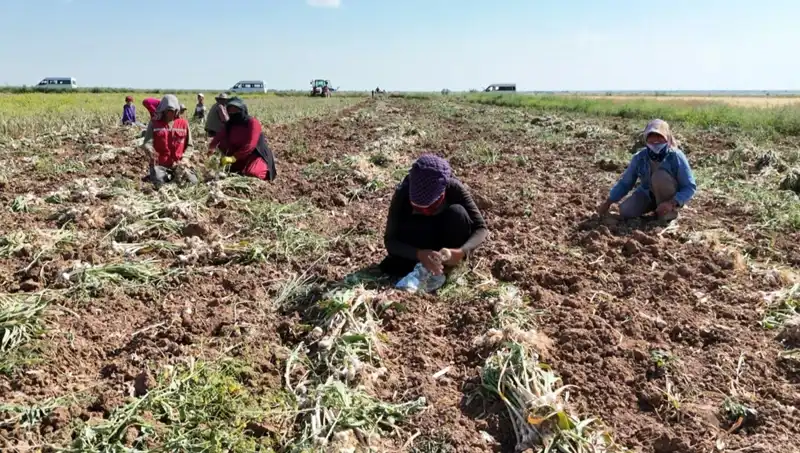 Rusya, Almanya ve İspanya'nın Antibiyotik Üretiminde Hasat Dönemi