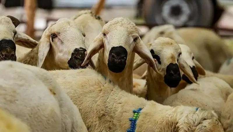 Kurban Bayramı Ne Zaman? 2024 Bayram Tatili Süresi Uzun mu Olacak?