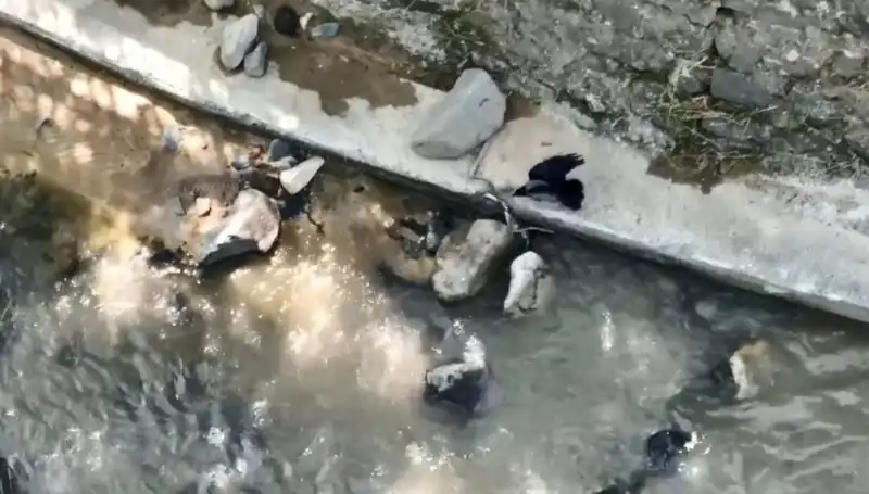 Karga ve Yılan: Doğanın Ilginç Mücadelesi Sosyal Medyayı Sarstı
