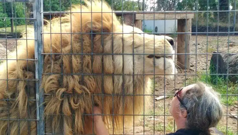 Avustralya'da Aslan Saldırısı: Kafesin İçinde Dehşet Anları Yaşandı