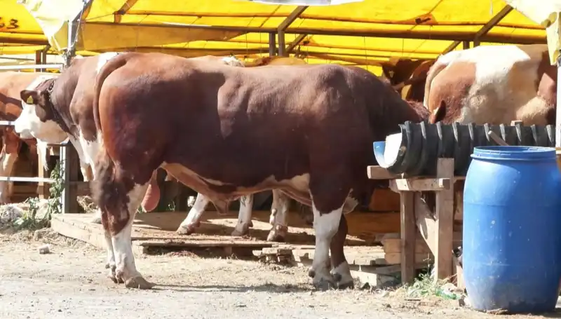 Kurban Pazarlarında Hareketlilik: Sektör Beklentileri ve Tüketici Eğilimleri