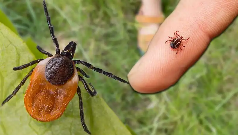 Kene Isırmasına Dikkat: Sağlığınızı Tehdit Eden Bu Canlılar Hakkında Her Şey