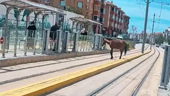 Eskişehir'de Tramvay Raylarında Görülen Başboş At, Şehri Aksakallı Hale Getirdi