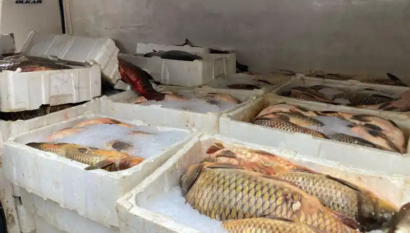 Kaçak Balık Avına Tüyler Ürperten Cezalar: Binlerce Lira Fatura Bekliyor