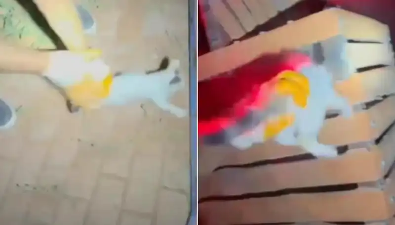 Gece Yarısı İtfaiye Ekipleri Kediye Umut Oldu: Kurtarma Operasyonu