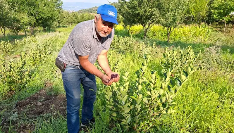 3 Yıl Önce Ekim Yapılan Meyve Ağaçları, İlk Meyvelerini Verdi: Kilosu 200 Lira!