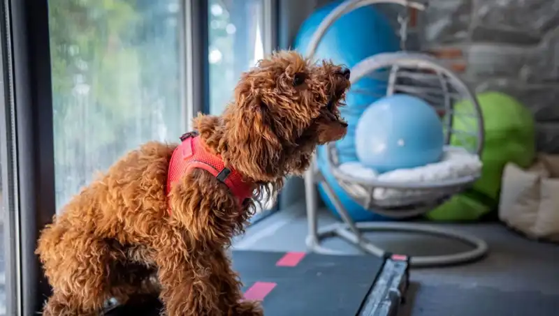 Psikolojik Sorunlarla Boğuşan "Muffin" İçin Yeni Bir Umut Yolculuğu
