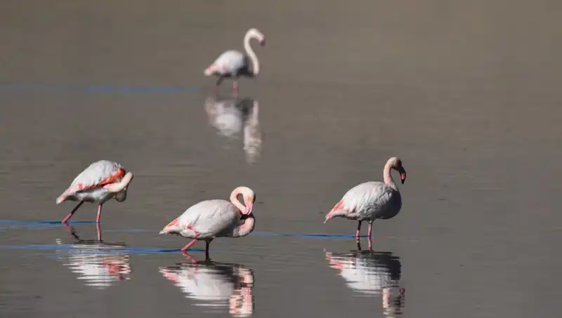 Kuraklık, Kuş Cenneti'ni Derdest Etti: Flamingolar Tehlikede!