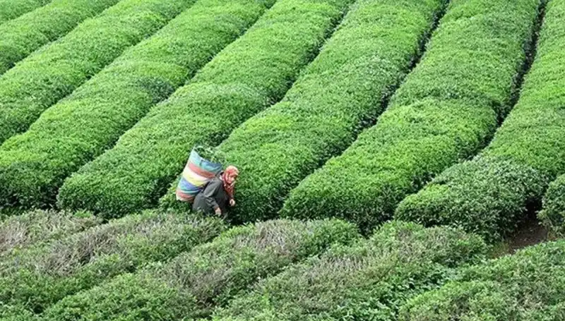Bayramda ÇAYKUR’dan Süpriz: Yaş Çay Alımına Devam!