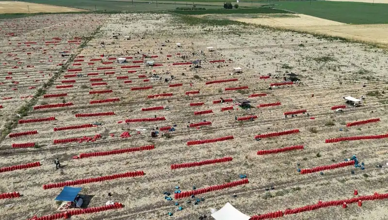 Tarlada Fiyatlar Düşerken Zorlu Çalışma: 40 Derecede Tarım Mücadelesi