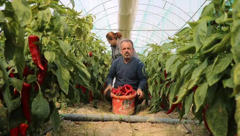 Fiyat Artışı Şok Etti: 50 TL'den 80 TL'ye Yükseldi