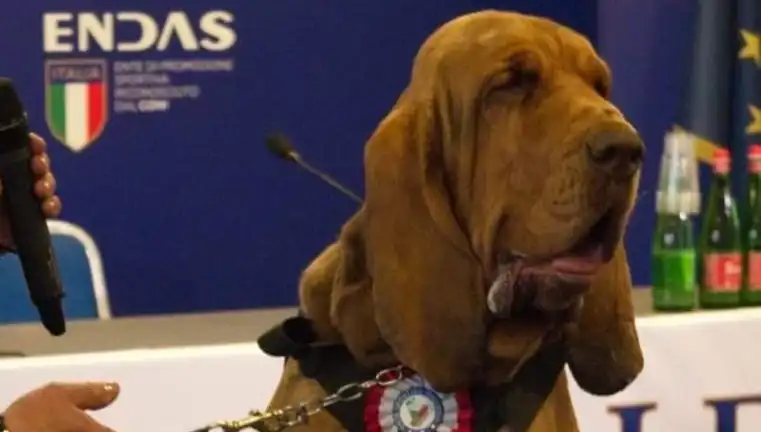 Arama Köpeği Suikastına Zokalı Salgın: Çivili Sosisle Öldürüldü!