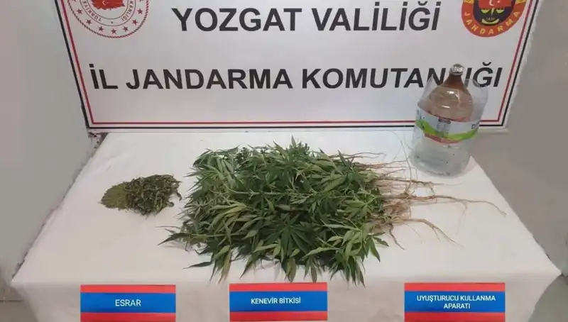 Yozgat'ta Şok Eden Operasyon: 40 Kök Kenevir Ele Geçirildi