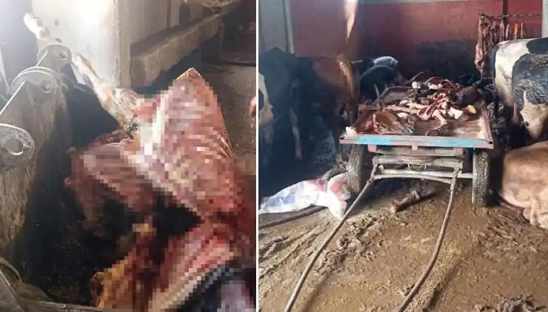 Adana'da Şok Soruşturma: 2,5 Ton At Eti ve Kurtarılan 4 At