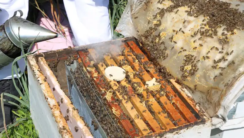 Genç Arıcının Uluslararası Başarısı: 800 Kovanda Mükemmel Bal Üretimi