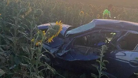 Otomobil Ayçiçeği Tarlasına Devrildi: Feci Kaza ve Yaralılar