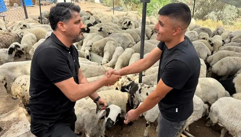 Kurbanlık Alırken Dikkat! Tuz ve Sumak İle Şişkin Gösterilen Hayvanlar