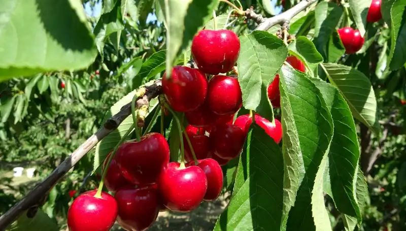 Çay Bardağına Sığmayan Hasat: Bu Yıl Tarihi Rekor Bekleniyor!