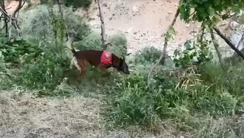 Dere Kenarında Saklanan Esrarı Dedektör Köpek Ortaya Çıkardı