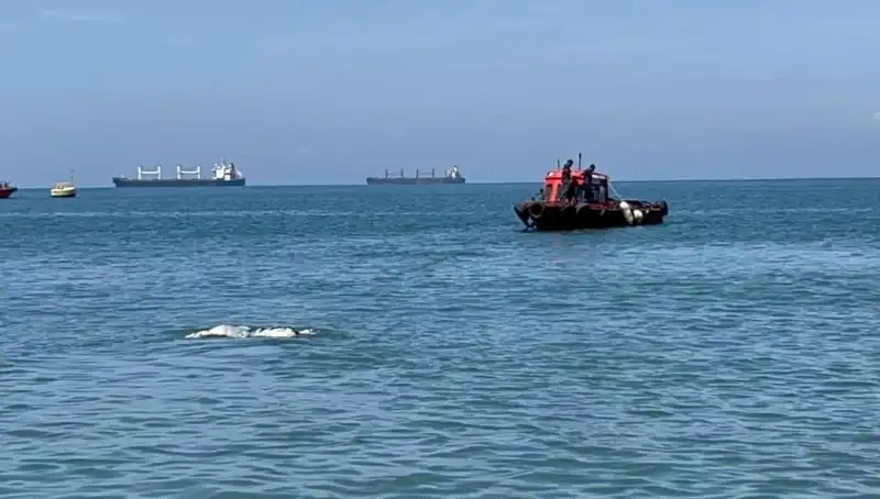 Deniz Ortasında Angus Şaşkınlığı: Ne Oldu, Neden Oldu?