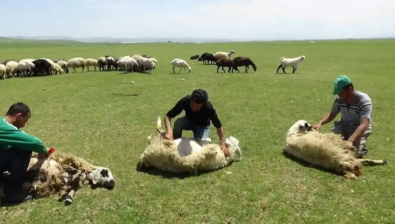 Kışın Zorlukları Geride Kaldı: 3 Bin 370 Rakımda Koyun Kırkma Coşkusu