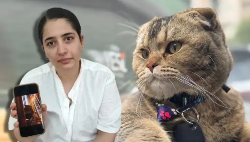 Kedi Krizi: Boşanmanın Eşiğindeki Çiftin Hikayesi