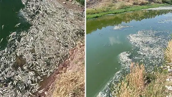Karasu Çayı'ndaki Balık Ölümleri Üzerine Derinlemesine İnceleme Başlatıldı