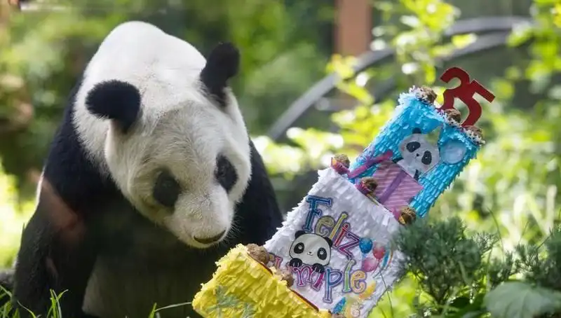 Dev Panda Xin Xin'in 35. Doğum Günü Kutlaması: Bir Efsane Yeniden Doğdu!