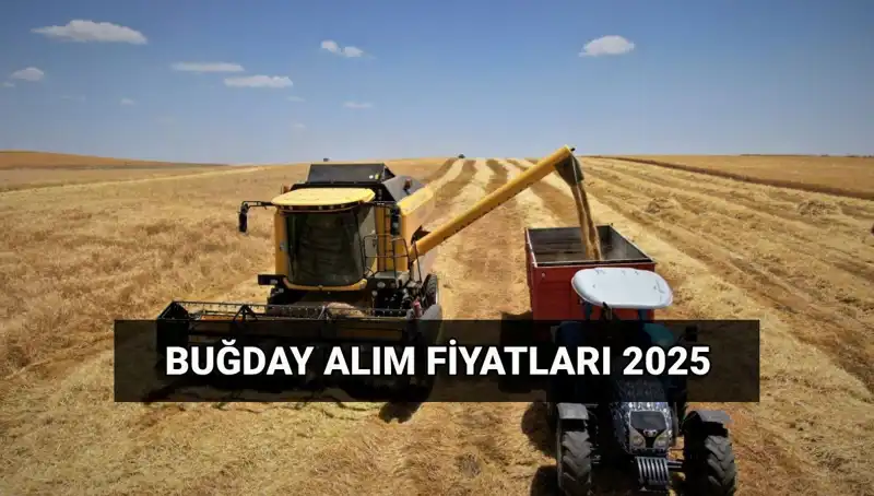 2025 Hububat Alım Ücretleri: TMO Fiyatları ve Yatış Tarihleri Açıklandı