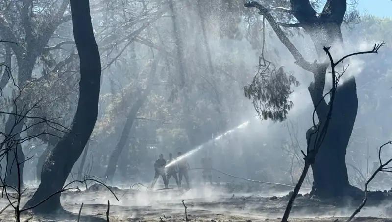 Çanakkale, Antalya ve Hatay'da Yangınlar Sonrasında Neler Oldu?