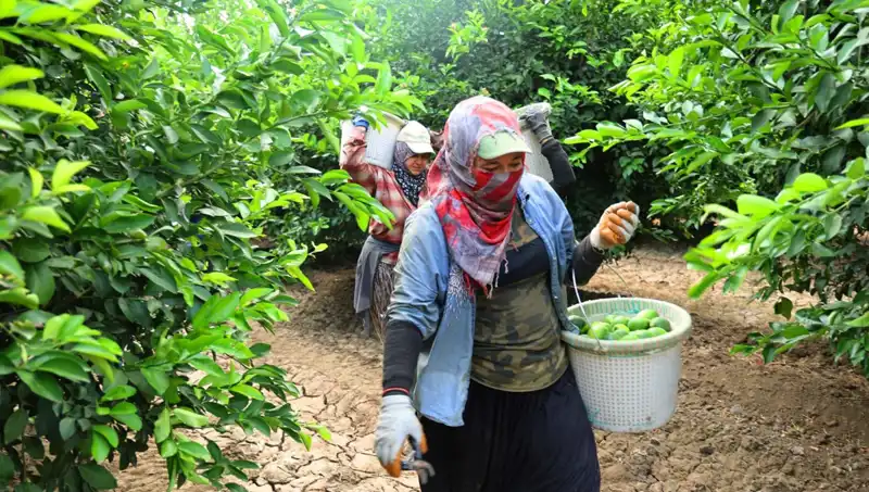 Markette Patates Fiyatları Yükseldi, Yeni Hasatla Düşmeye Başladı!