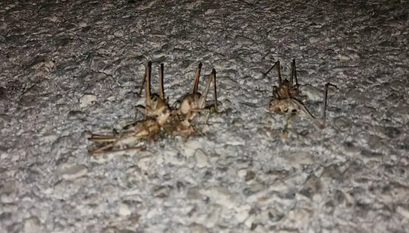 Yüzlerce Çekirgelerin Yolu İstila Etmesi: Tarım Alanları Tehdit Altında!