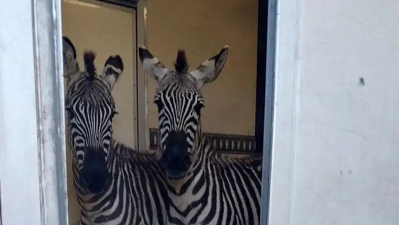 Sınırda Durdurulan Minibüste Şaşırtan Yakalama: Zebra ve Maymunlar Ortaya Çıktı!
