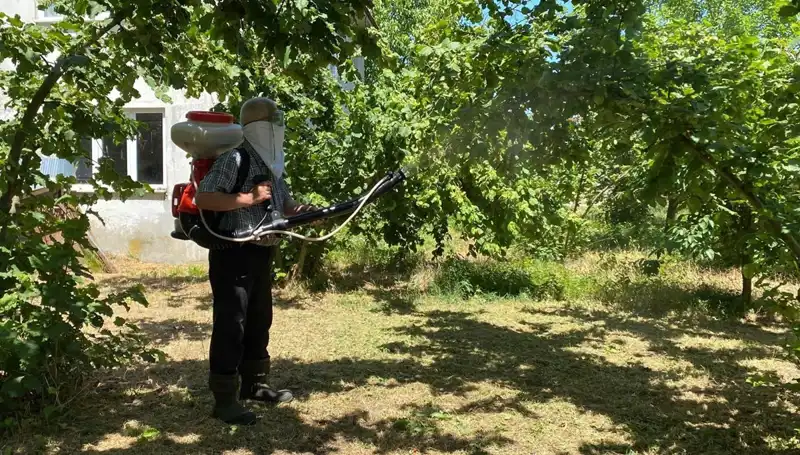 Çiftçilerin Umudu: Kükürt ve Samuray Arısı ile Yeni Bir Mücadele Yöntemi