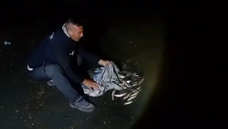 Bir Ton İnci Kefali Yakalandı: Balıkçılar Bayram Yapıyor!