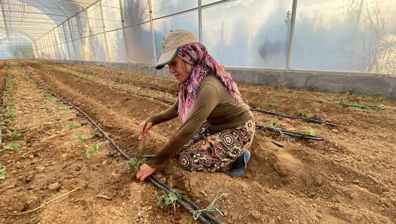 Fideler Toprakla Buluşuyor: Her Gün 6 Saat Çalışarak Tarımda Devrim Yapıyorlar