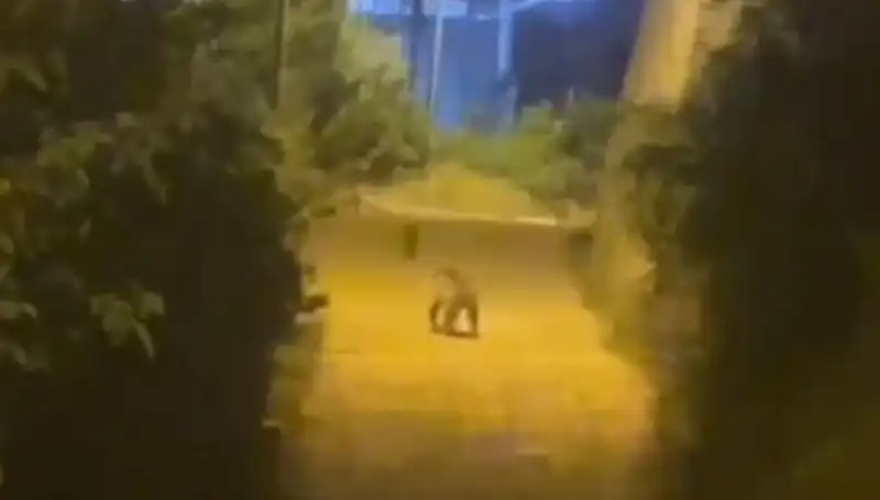 Gümüşhane'de Şehir Merkezine İnen Ayı Şaşkınlık ve Korkuya Neden Oldu
