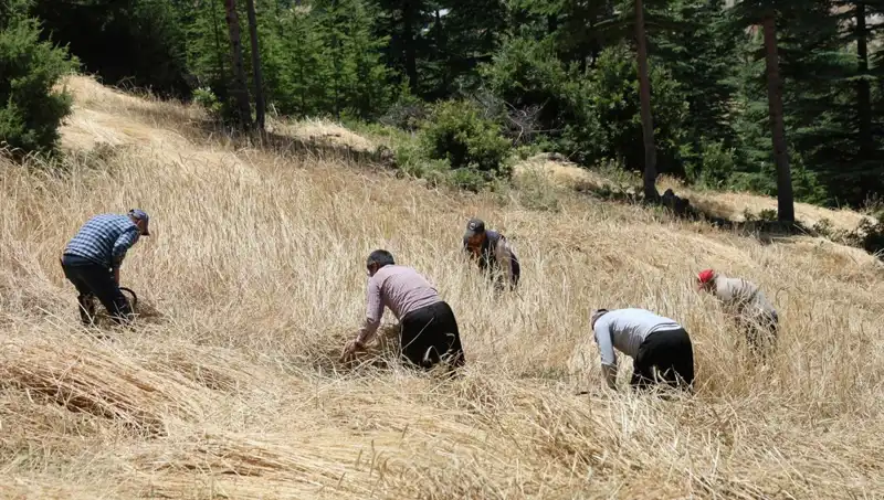 Modern Tarımın Ulaşamadığı Yer: Ellik ve Orakla İlk Hasat Vakit Geldi!