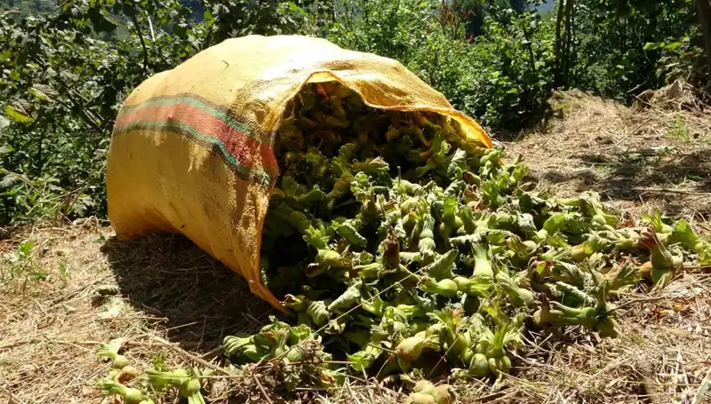 Giresun’da Fındık Hasadı Heyecanı Başladı: Üreticiler Dikkatle Bekliyor