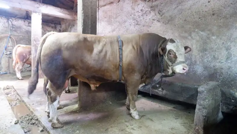 1 Ton 200 Kilo Esrarengiz Eşya Açık Artırmada Dikkatleri Üzerine Topladı