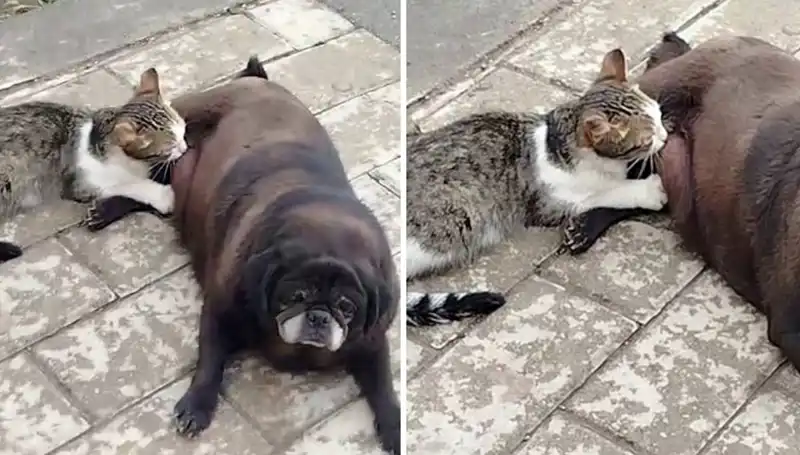 Erzurum Sokaklarında Sevgi Dolu Anlar: Köpek Kediyi Emziriyor!