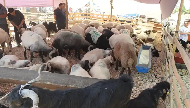 Kurban Bayramı'nın İlk Günü Hayvan Pazarları Fırtına Gibi Geçti!